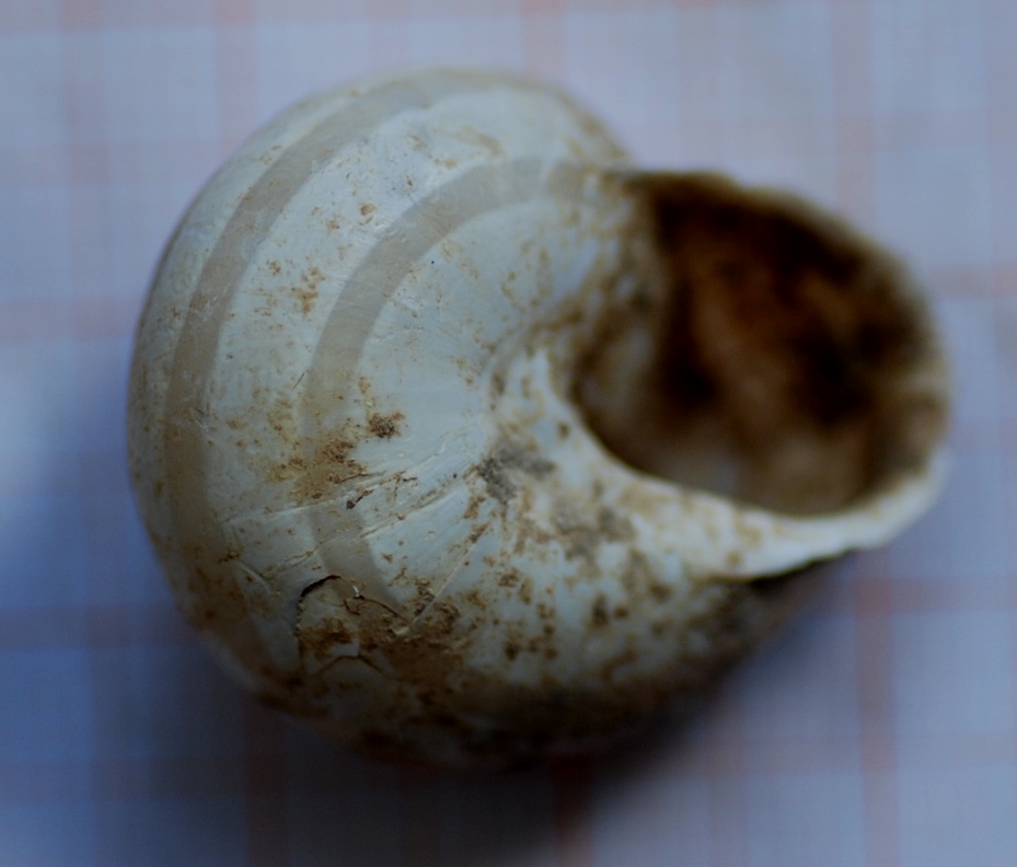helix? 2